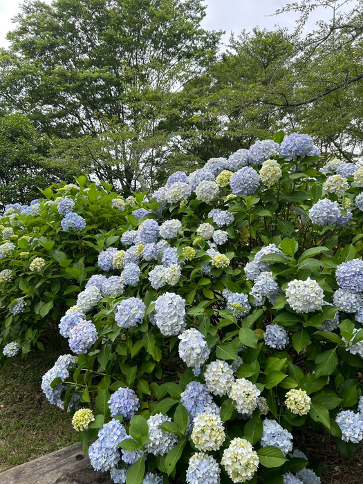 画像487